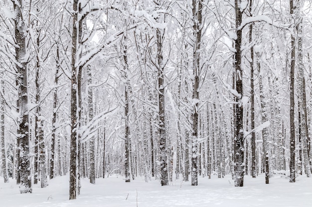 Winter in de bergen