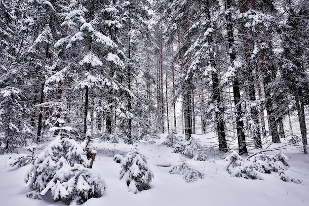 winter in een dennenboslandschap, bomen bedekt met sneeuw, januari in een dicht bos seizoensgebonden uitzicht