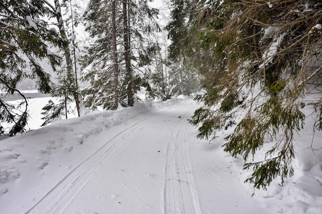 Winter in een sparrenbos sparren bedekt met witte pluizige sneeuw Selectieve focus Winterlandschap