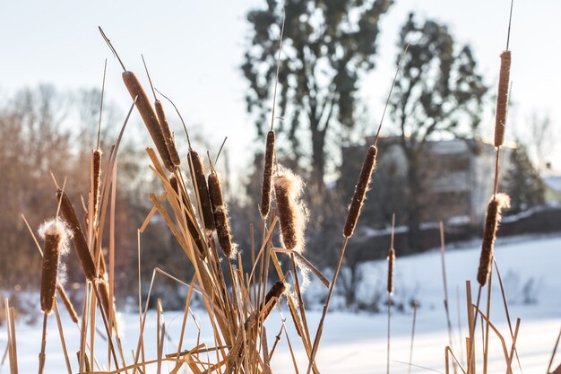 winter in het bos