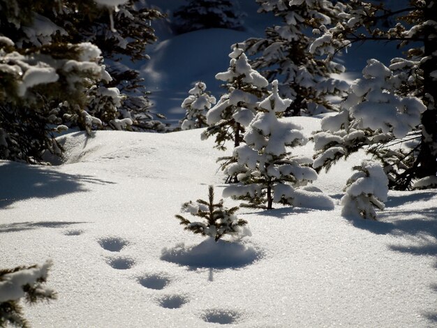 Winter in San Juan Mointains, Colorado.