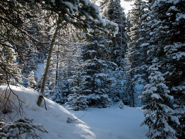 Winter in San Juan Mointains, Colorado.