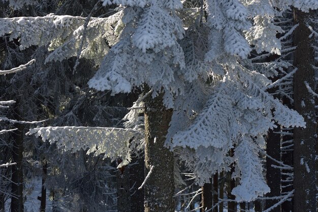 Winter in vuren bos