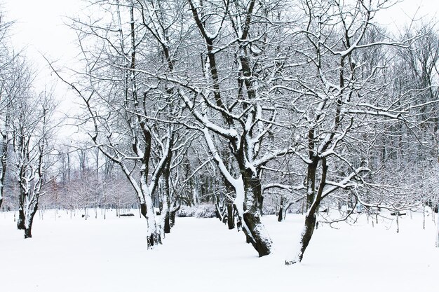 Winter Kerstmis en Nieuwjaar Sneeuw creëerde het mysterie van het verhaal Winterlandschap