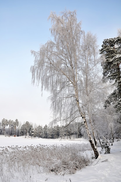 Winter lake and forest in the snow, Babelitis lake. Latvia