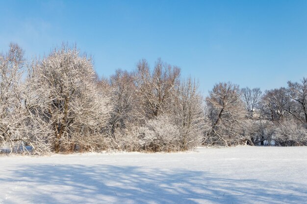 Winter landelijk landschap met besneeuwde weide en bomen bedekt met sneeuw