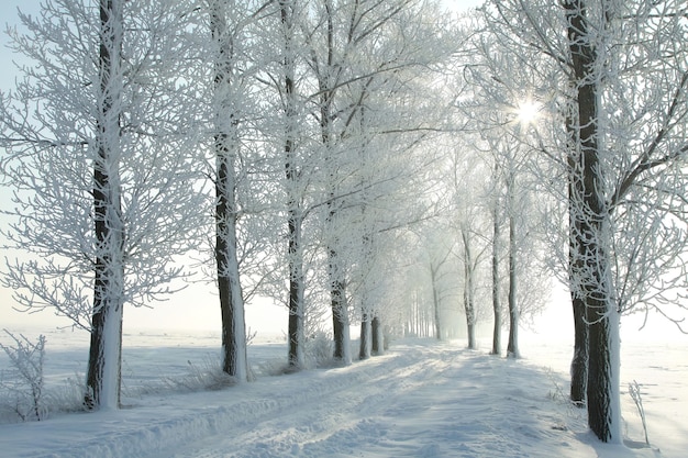 Winter landelijke weg tussen berijpte bomen verlicht door de rijzende zon