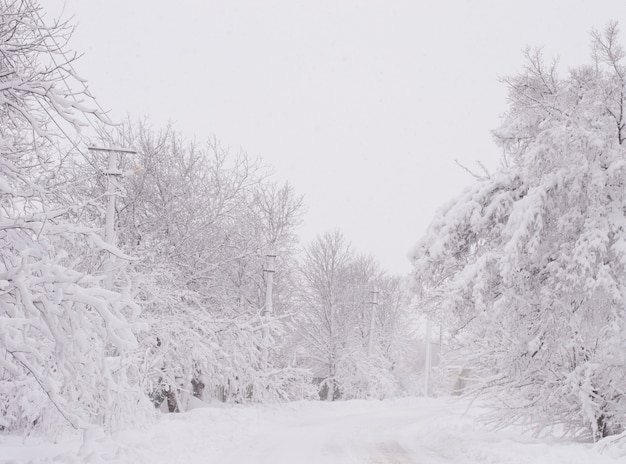 雪に覆われた冬の風景