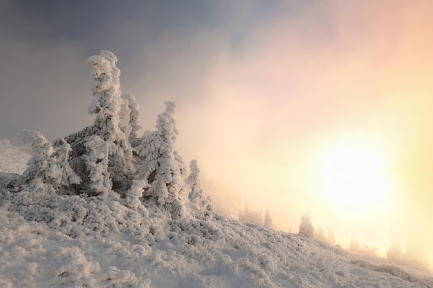 日没時の冬の風景、山の雪に覆われた松の木