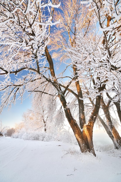 Winter landscape Composition of nature