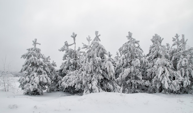 Paesaggio invernale. conifere coperte di neve nella foresta alberi di natale nel gelo