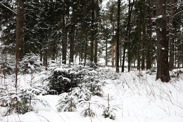 Winter landscape of country fields and roads in the snow