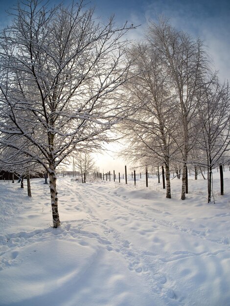 Winter landscape in the country on a sunny day