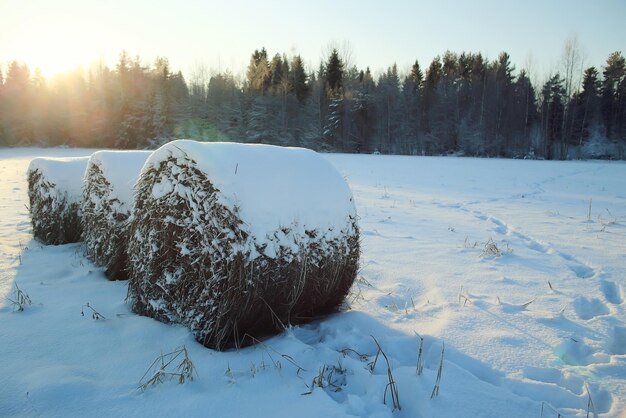 Winter landscape in the countryside forest snow field