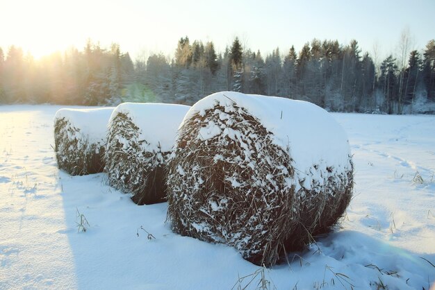 Winter landscape in the countryside forest snow field