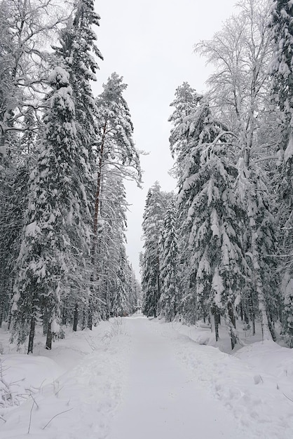Winter landscape Fairy forest in snow Russia