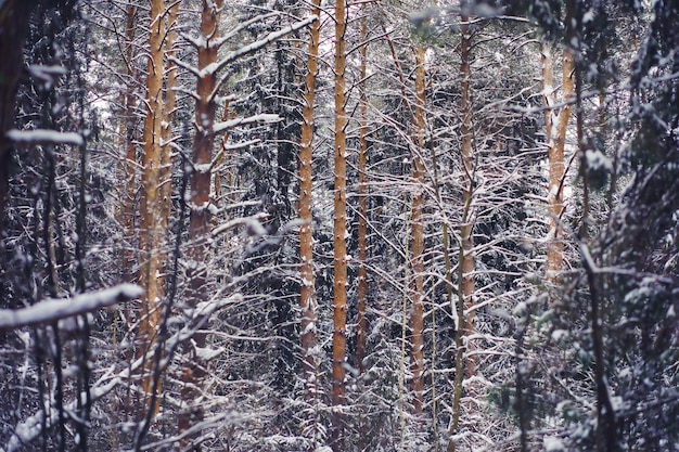 Winter landscape Fairytale beauty of snowcovered streets Snowfall and cooling in tourist areas