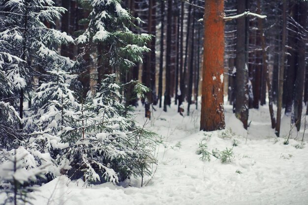 Winter landscape Fairytale beauty of snowcovered streets Snowfall and cooling in tourist areas