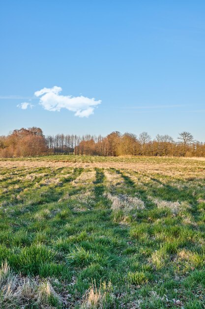 Foto paesaggio invernale in una fattoria con alberi in fila contro un cielo nuvoloso copia spazio sfondo sopra l'orizzonte campo arato innevato attraverso una bellissima campagna nella natura durante il freddo e il freddo