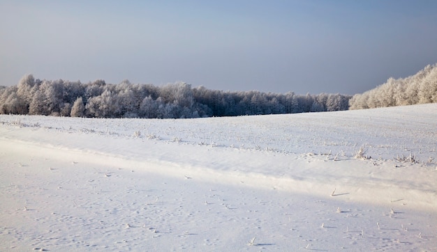 Winter landscape in a field with snow