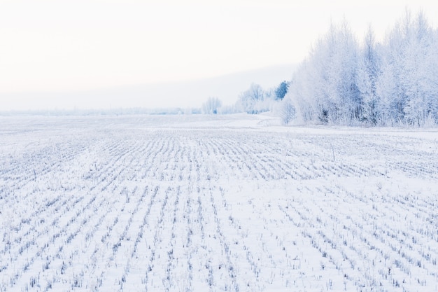 Photo winter landscape field with trees in hoarfrost