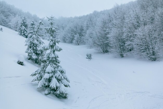 霧の中で雪と枝が霜と凍った雪で覆われた冬の風景高品質の写真