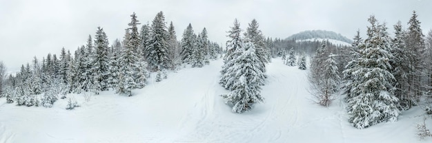 Winter landscape in fog with snow and branches covered with hoarfrost and frozen snow High quality photo