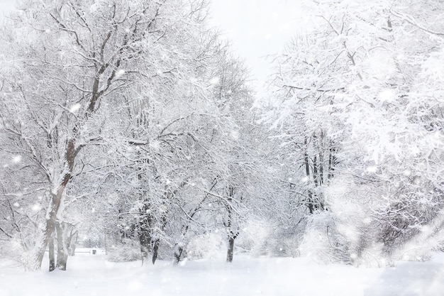 冬の風景。雪の下の森。公園の冬。