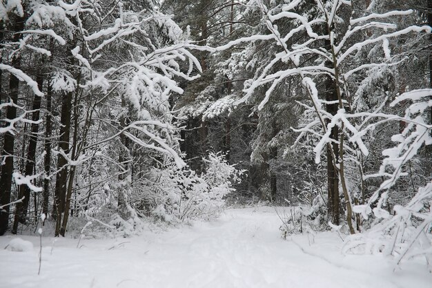 Winter landscape. Forest under the snow. Winter in the park.