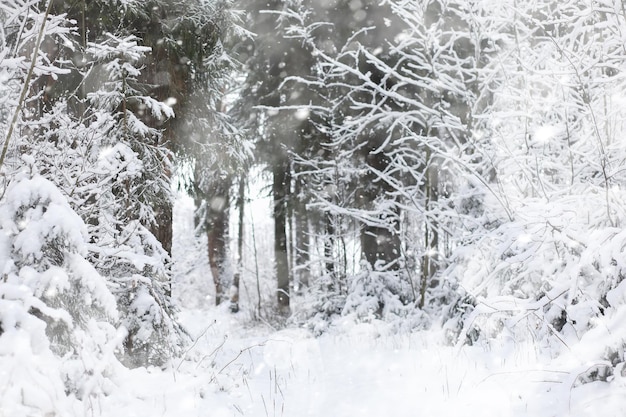 Winter landscape. Forest under the snow. Winter in the park.