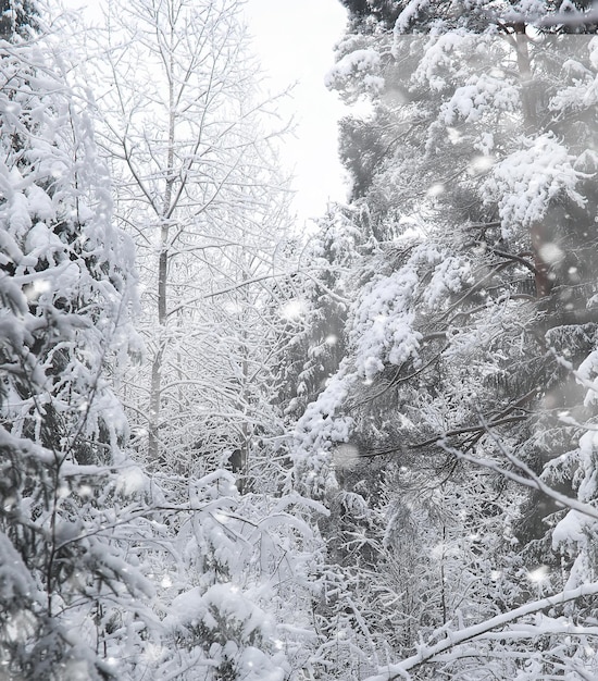 Winter landscape. Forest under the snow. Winter in the park.