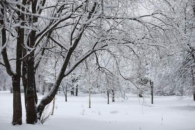 冬の風景。雪の中の森。公園の冬。