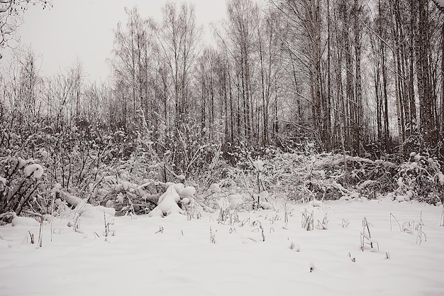 зимний пейзаж в лесу / снежная погода в январе, красивый пейзаж в снежном лесу, поездка на север