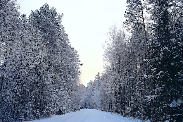 зимний пейзаж в лесу / снежная погода в январе, красивый пейзаж в заснеженном лесу, поездка на север