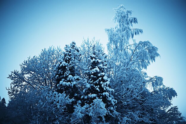 Paesaggio invernale nella foresta / tempo nevoso a gennaio, bellissimo paesaggio nella foresta innevata, un viaggio al nord