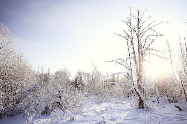 森の冬の風景/ 1月の雪の天気、雪の森の美しい風景、北への旅
