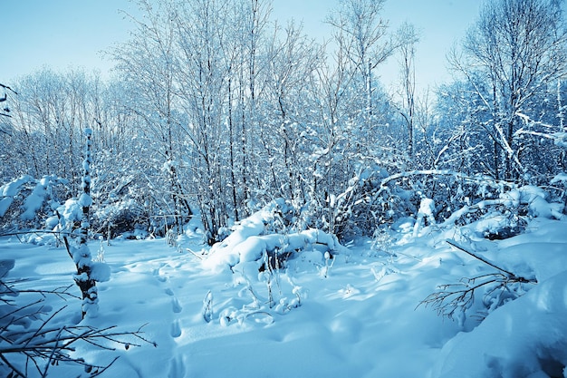 森の冬の風景/ 1月の雪の天気、雪の森の美しい風景、北への旅