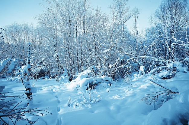 winter landscape in the forest / snowy weather in January, beautiful landscape in the snowy forest, a trip to the north