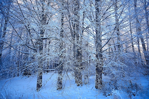 森の冬の風景/ 1月の雪の天気、雪の森の美しい風景、北への旅