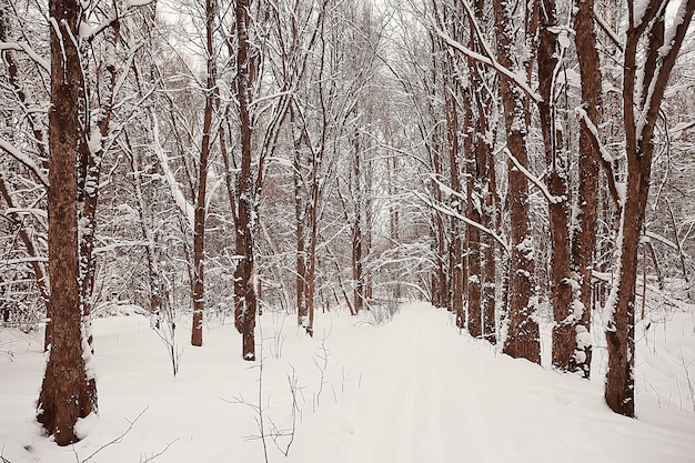 winter landscape in the forest / snowy weather in January, beautiful landscape in the snowy forest, a trip to the north