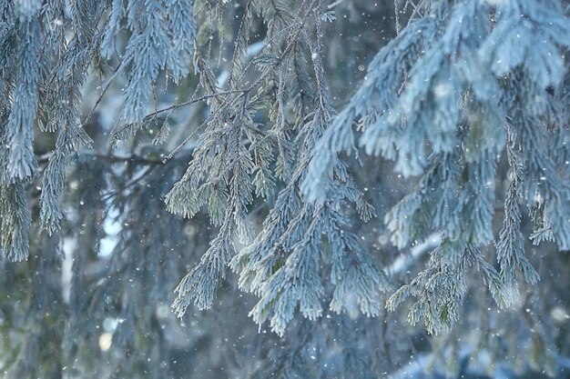 Paesaggio invernale nella foresta / tempo nevoso a gennaio, bellissimo paesaggio nella foresta innevata, un viaggio al nord