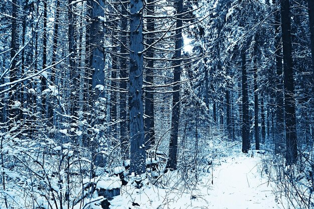 森の冬の風景/ 1月の雪の天気、雪の森の美しい風景、北への旅