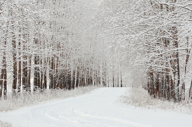 зимний пейзаж в лесу / снежная погода в январе, красивый пейзаж в заснеженном лесу, поездка на север
