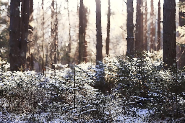 Paesaggio invernale nella foresta / tempo nevoso a gennaio, bellissimo paesaggio nella foresta innevata, un viaggio al nord