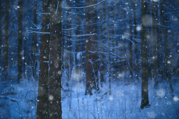 winter landscape in the forest / snowy weather in January, beautiful landscape in the snowy forest, a trip to the north