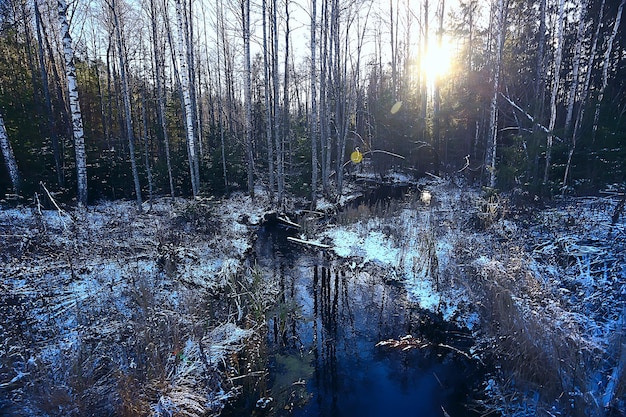 Photo winter landscape in the forest / snowy weather in january, beautiful landscape in the snowy forest, a trip to the north
