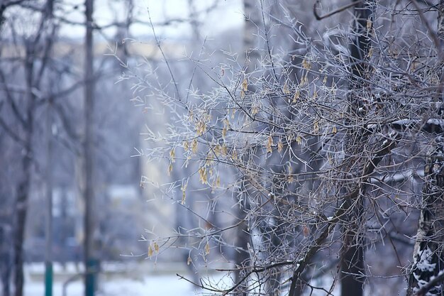 森の冬の風景/ 1月の雪の天気、雪の森の美しい風景、北への旅