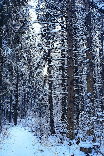 森の冬の風景/ 1月の雪の天気、雪の森の美しい風景、北への旅