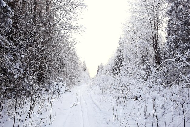 winter landscape in the forest / snowy weather in January, beautiful landscape in the snowy forest, a trip to the north