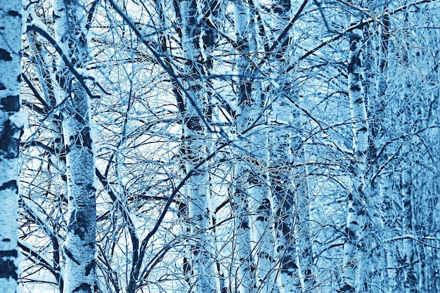 숲 속의 겨울 풍경 / 1월의 눈 덮인 날씨, 눈 덮인 숲의 아름다운 풍경, 북쪽으로의 여행